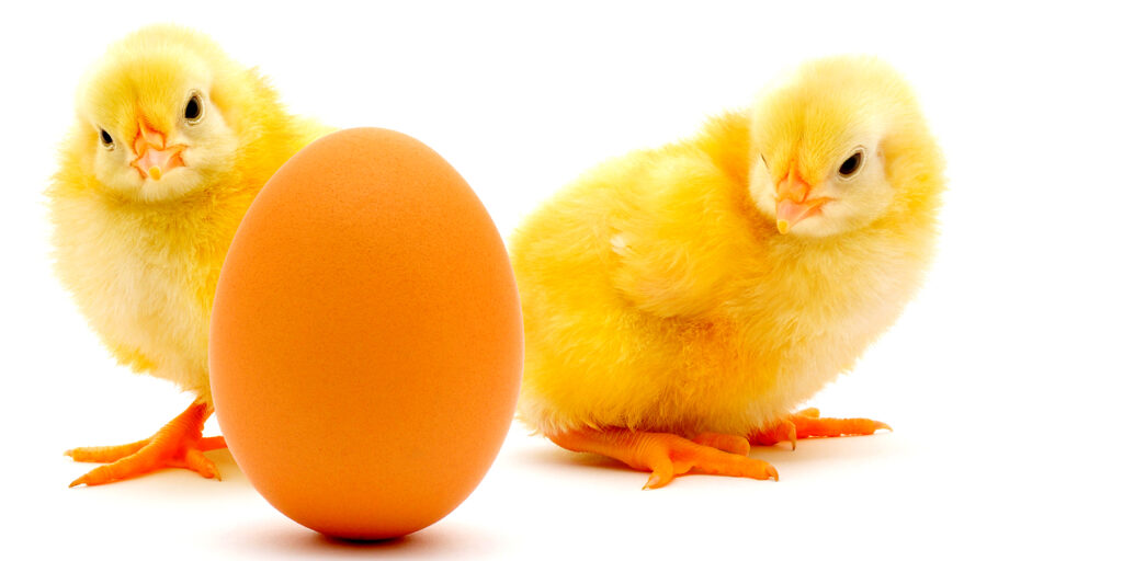 yellow chicks look at a brown egg